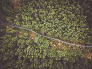 High angle view of trees in forest
