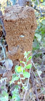 Close-up of tree trunk on field