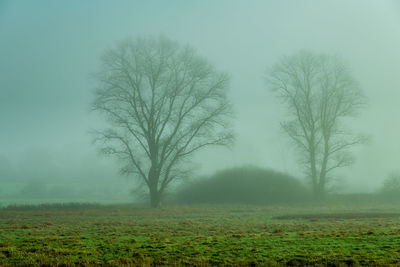 Trees on field against sky during foggy weather