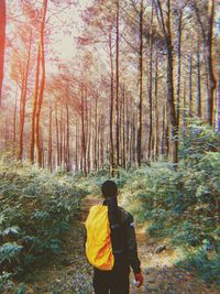 Rear view of man standing by trees in forest