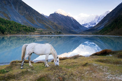 View of a horse on mountain