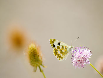 Close-up of butterfly on yellow flower