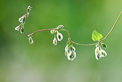 Close-up of plants on twig