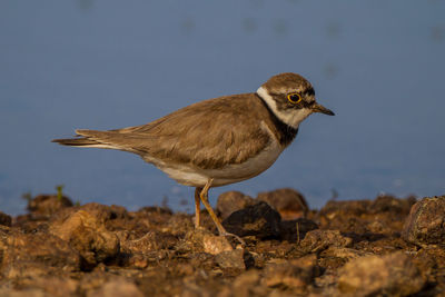 Close-up of a bird looking away