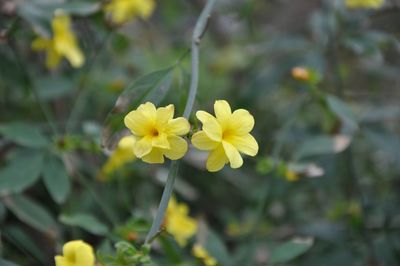 Close-up of yellow flowering plant