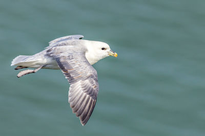 Close-up of seagull flying against sky