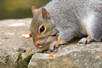Portrait of a grey squirrel eating nuts on a wall