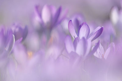 Close-up of pink crocus flowers