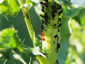 Close-up of insect on plant