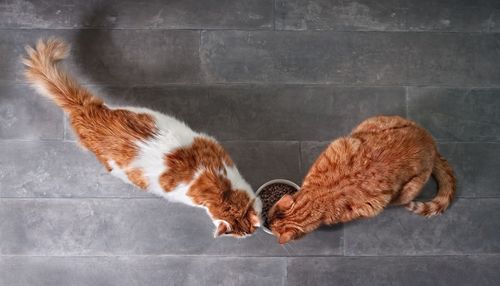 High angle view of cat sleeping