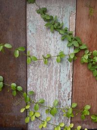 High angle view of ivy growing on table against wall