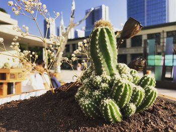 Close-up of succulent plant against building