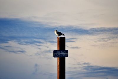 View of bird perching on sign against sky