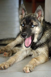 Close-up portrait of dog lying on floor