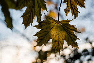 Close-up of maple leaves