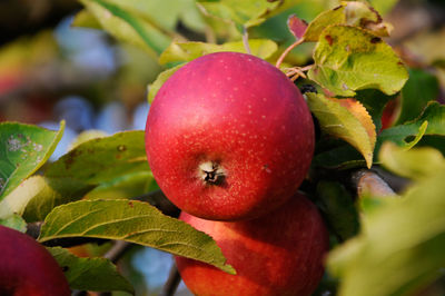 Close-up of strawberry on plant