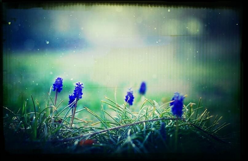 flower, growth, freshness, fragility, plant, transfer print, auto post production filter, beauty in nature, purple, nature, stem, field, close-up, focus on foreground, petal, blooming, growing, leaf, grass, no people