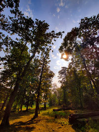 Low angle view of trees in forest against sky