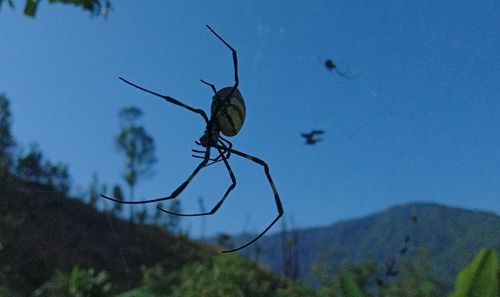 Close-up of insect on plant against sky