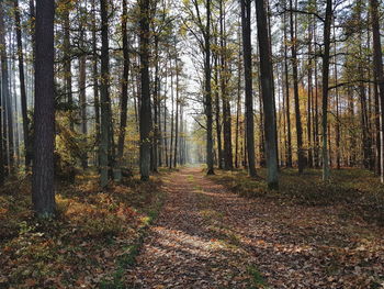 Trees growing in forest during autumn