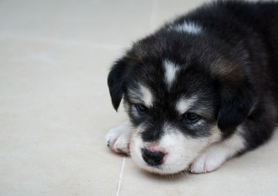 Close-up portrait of puppy