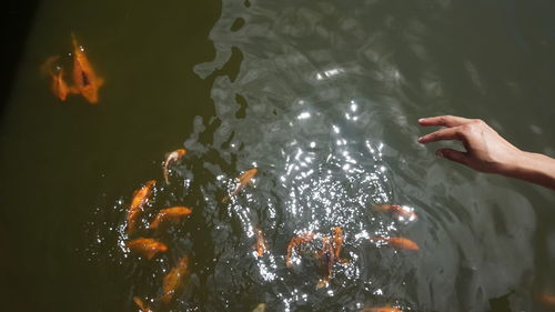 High angle view of koi carps swimming in water