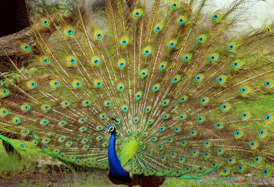 Close-up of peacock