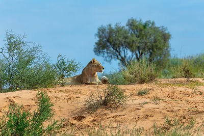 View of a cat on land