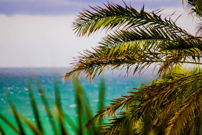 Ocean behind beautiful palm trees