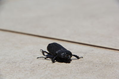 High angle view of black insect on floor