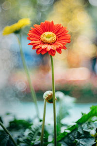 Close-up of red flowering plant