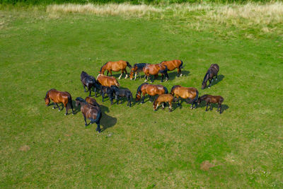 Horses in a field