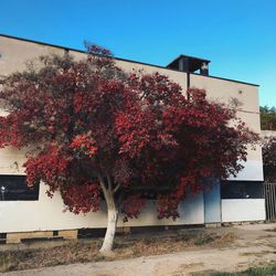 Tree by building against clear sky