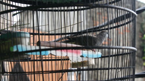 View of bird in cage