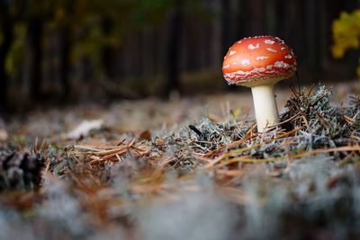 Close-up of fly agaric mushroom in forest