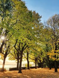 Trees against sky during autumn