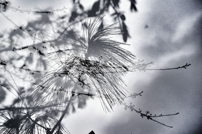 Low angle view of bird on branch against sky