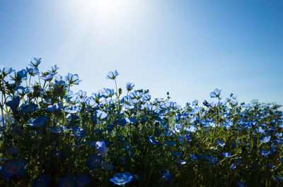 Low angle view of flowering plants against blue sky on sunny day