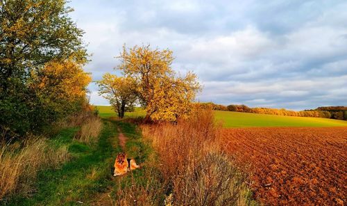 Trees on field against sky during autumn