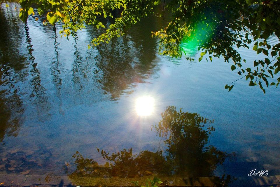 tree, water, tranquility, tranquil scene, reflection, lake, beauty in nature, scenics, nature, sun, branch, sunlight, growth, idyllic, forest, sunbeam, river, lens flare, outdoors, no people