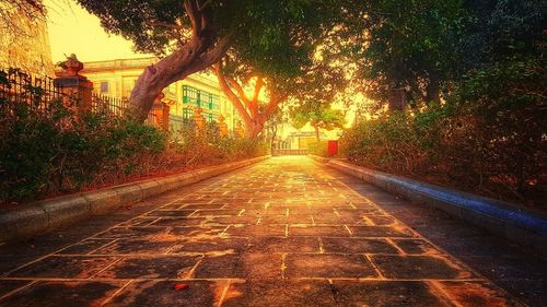Road amidst trees in park