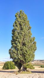 Tree on field against clear blue sky