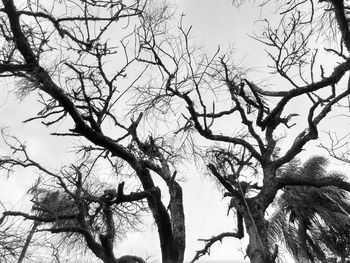 Low angle view of bare tree against sky