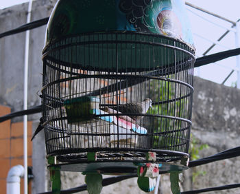 View of bird in cage