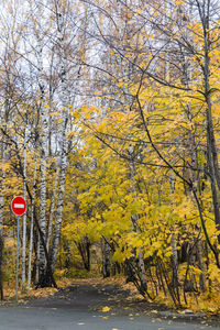 Road amidst trees in forest during autumn