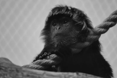 Close-up of gorilla looking away in zoo