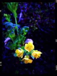 Close-up of yellow flowers