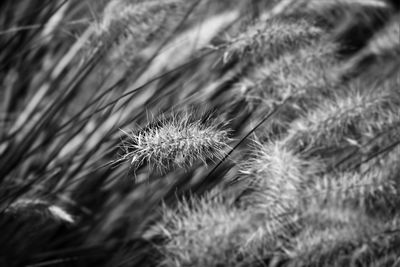 Close-up of dandelion flower