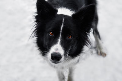 Close-up portrait of dog