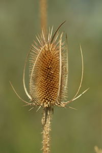 Close-up of dried thistle plant